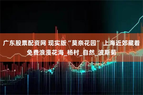 广东股票配资网 现实版“莫奈花园” 上海近郊藏着免费浪漫花海_杨村_自然_波斯菊